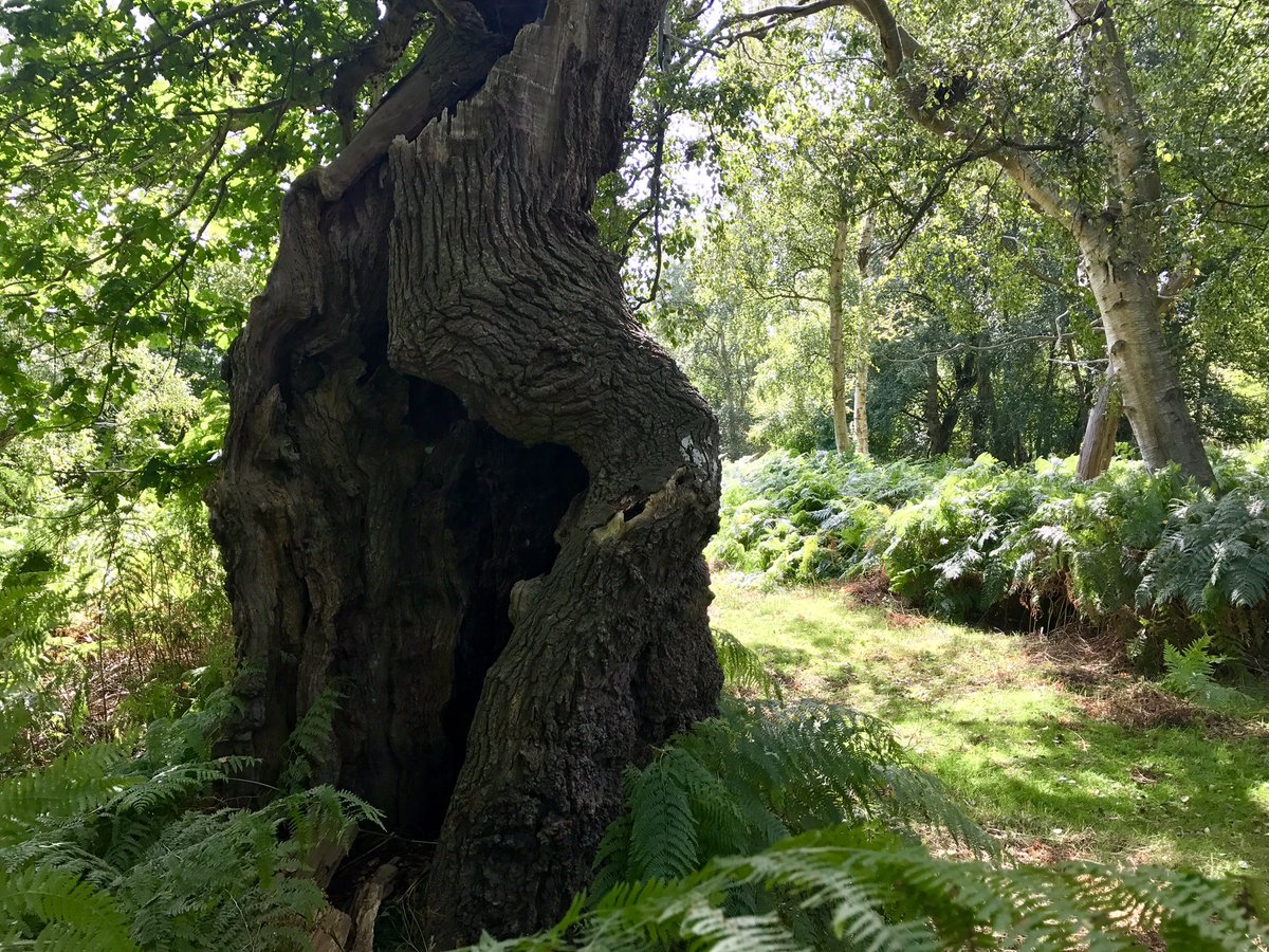 AncientTreesATF's tweet photo. Captains Wood (pasture), Suffolk Wildlife Trust 😍#ancienttrees https://t.co/kgAn7CMQv6