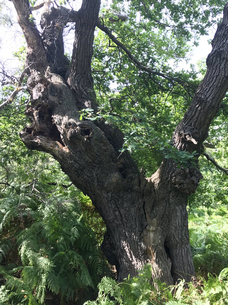 AncientTreesATF's tweet photo. Captains Wood (pasture), Suffolk Wildlife Trust 😍#ancienttrees https://t.co/kgAn7CMQv6