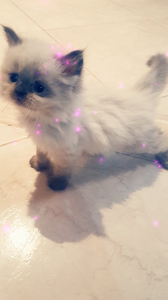 Riyadh_cats tweet media