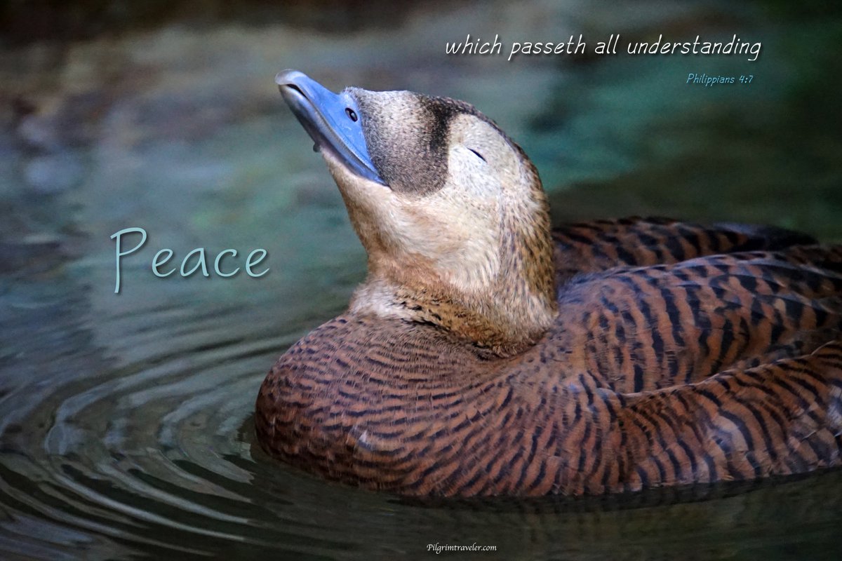 Pilgrimtravelr's tweet photo. Philippians 4:7
The peace of God which passeth all understanding shall keep your hearts &amp; minds through Christ Jesus https://t.co/m2ugaHrLw1 https://t.co/ZcezVTHIUb