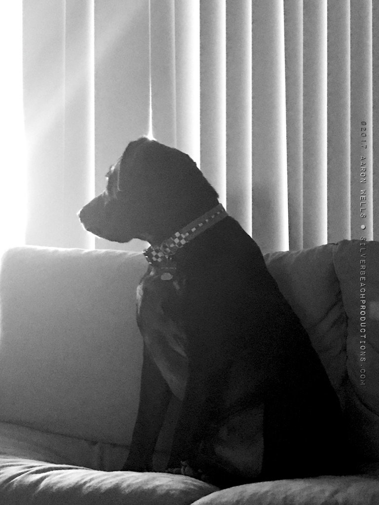 beachtv's tweet photo. #zeus #zeusthedog #lookintothelight #thursday #wellingtonfl #wellington #flowers #sbp #sbpinc #dogdude #lazylab https://t.co/9lUfMGUsat