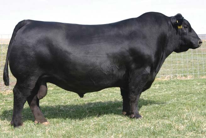 BlackandRedAN's tweet photo. SAV Net Worth 4200 semen.  19 units $65 per straw. Jump while you can. Will sell fast! https://t.co/EWJuvl4tyV https://t.co/dTH1s0ep08