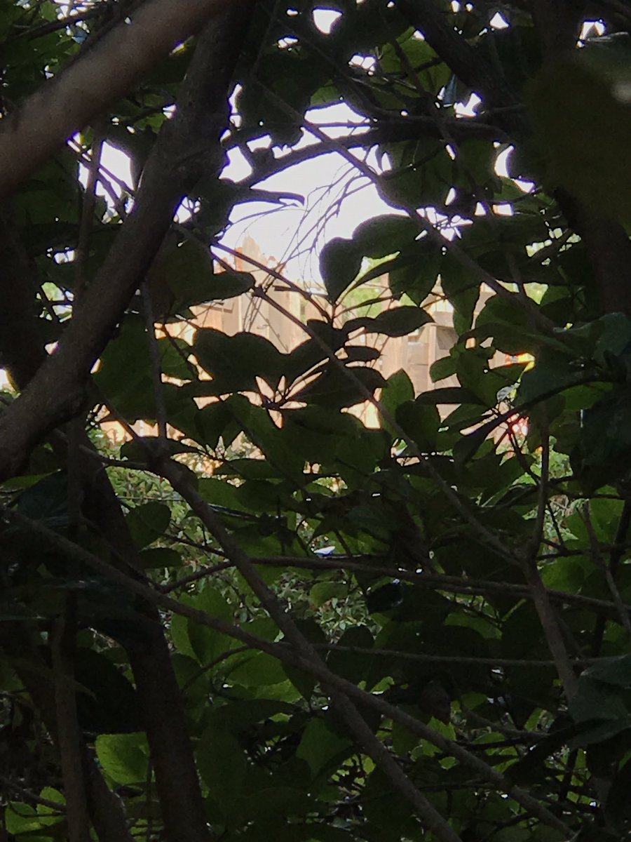 hhnfanatic246's tweet photo. Harder to see. But facade for Scarecrow: The Reaping? #HHN27 #HHNOrlando #hhnupdates https://t.co/FrmLwYVWM0