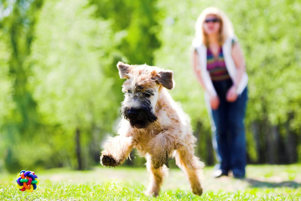 Cornerstone_YYC's tweet photo. Buy a home in a #petfriendly neighbourhood and enjoy a life free from pet-restrictions. #yyc #liveatcornerstone → https://t.co/A5tMx7lGE5 https://t.co/HORPKHqqKL