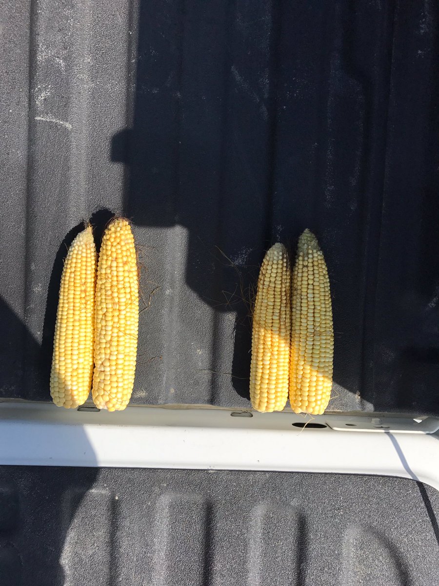 JeremySafranski's tweet photo. Aventine complete on the left vs 10-34-0 and zinc on the right #aventinecomplete https://t.co/voVKaYiHV5