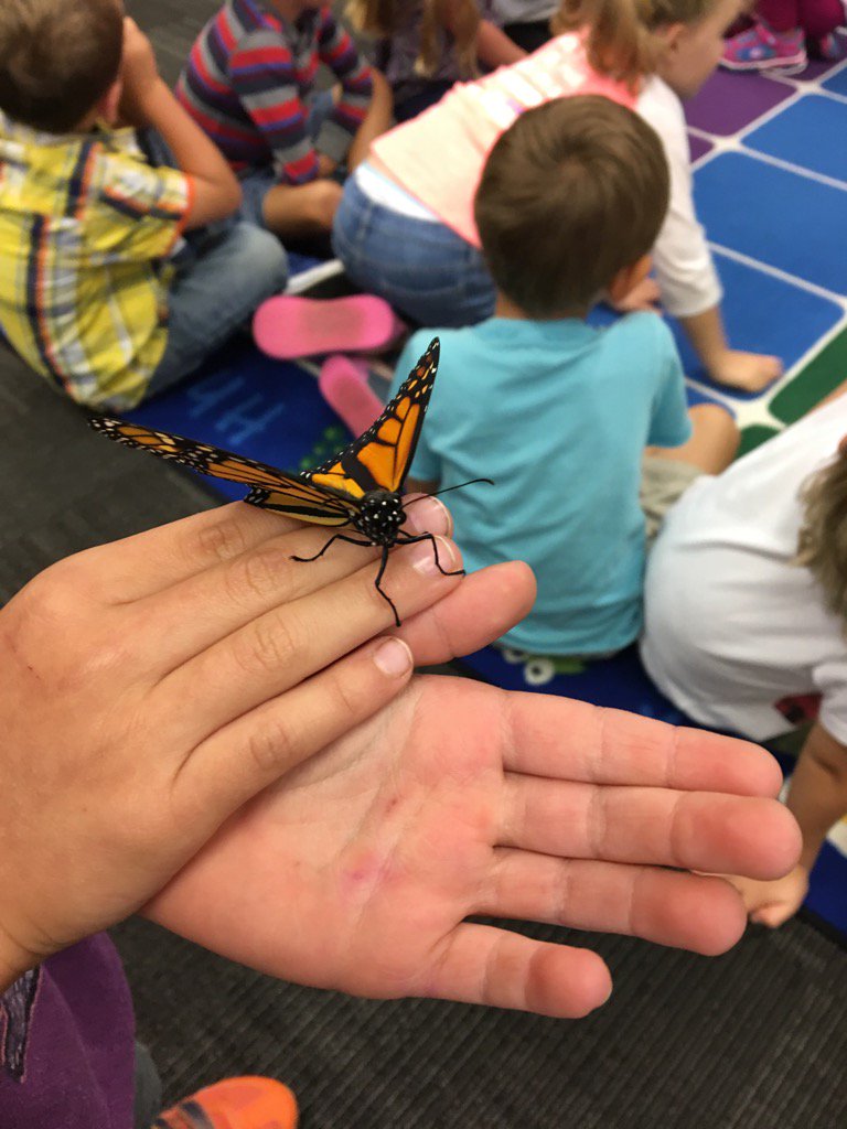 DRELeysKinders's tweet photo. We had 4 monarchs hatch today! https://t.co/IufiScgHHh
