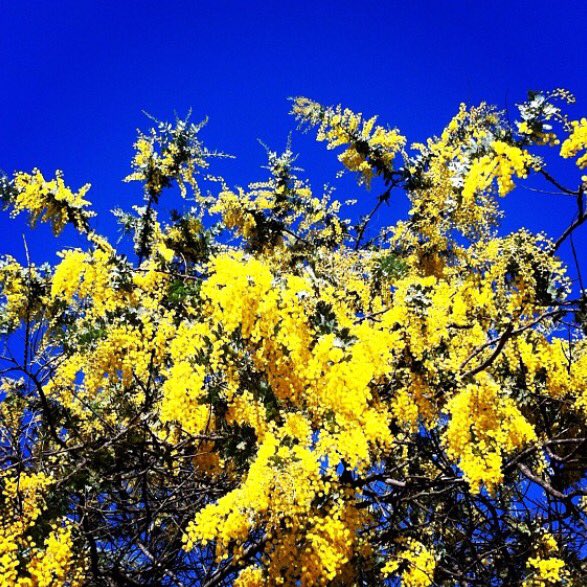 Happy Wattle Day #jamlovers!
Soon I will work out how to capture the scent of wattle in jam or some other edible form. 💛 #nationalwattleday