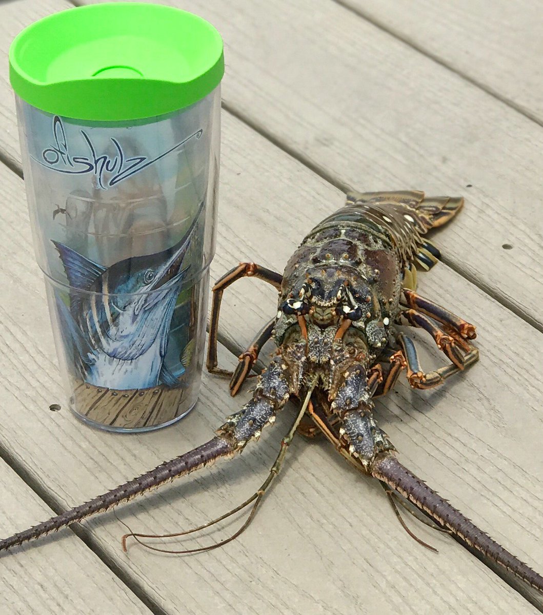 SteveDiossy's tweet photo. Pro-Staffer James Marko Buggin Out with his Ofishulz Raw Bar Tervis Tumbler!
Don't forget to snag yours while it's 20% Off! 
#Ofishulz https://t.co/ZyeOUBPHYX