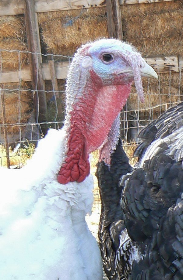 Turkeys available to order starting Sept. 1 at bluevalleymeats.com. Local, natural, non-GMO, great tasting.