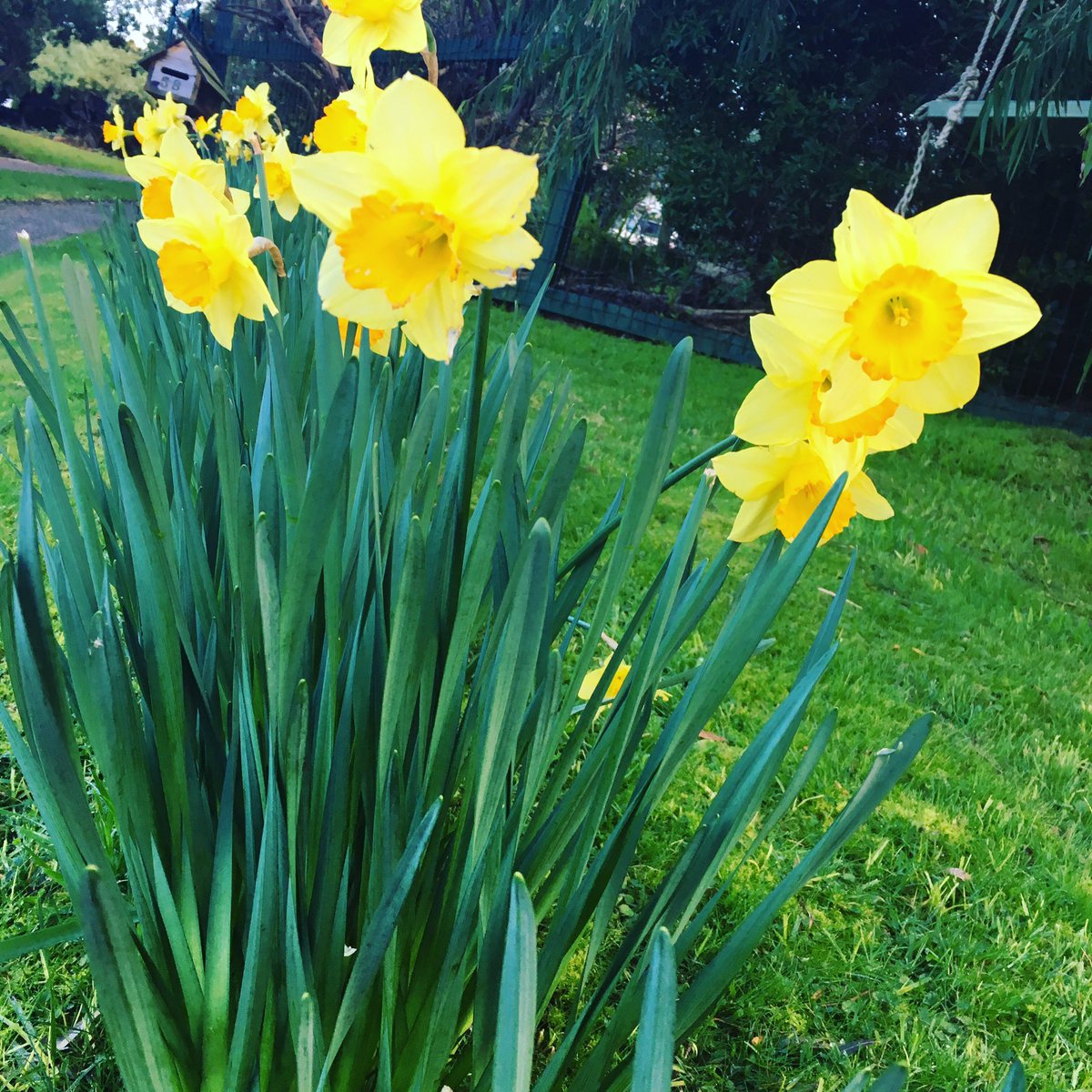 Spring is natures way of saying 'Let's party!' - Robin Williams