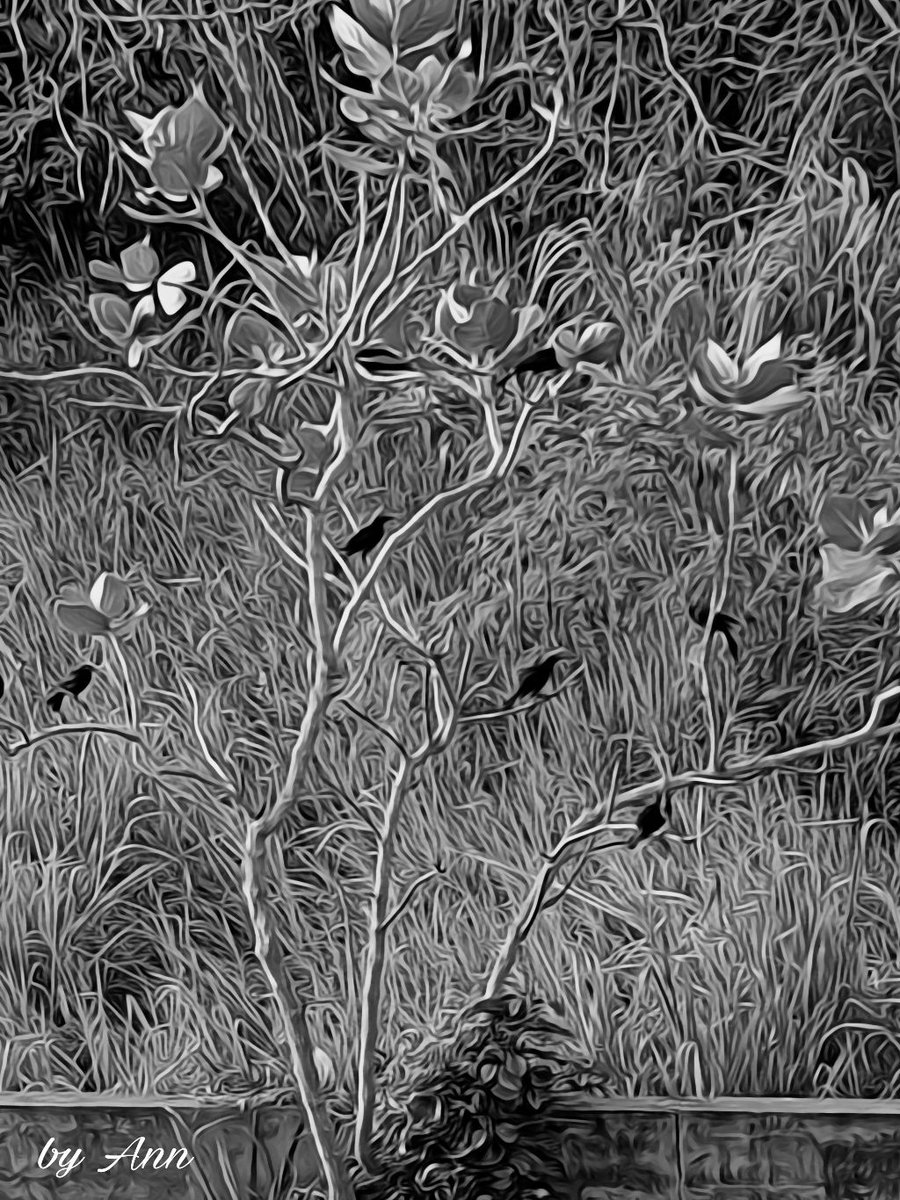 AnniePR681's tweet photo. Birds...  @PicPoet @PicBallot @500pxrtg  #black&amp;white #photo #birds #edit #oleoeffect #photography https://t.co/TVipL7NQFg