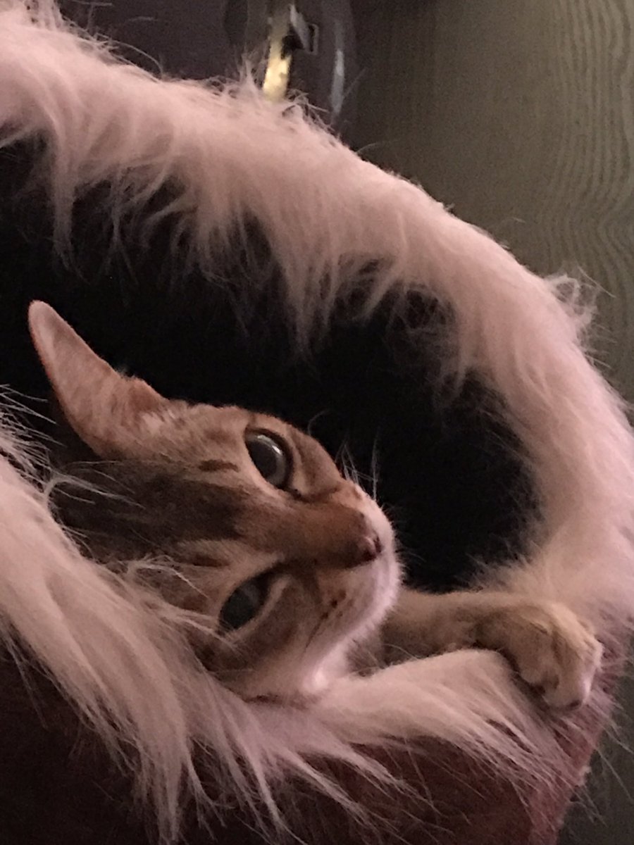 KittyHamish's tweet photo. It's too cold this morning - you can come greet me while I stay in my electric warmer bed thank you . #catslife #spoiledrotten #weemadhamish https://t.co/1U2wh356L6