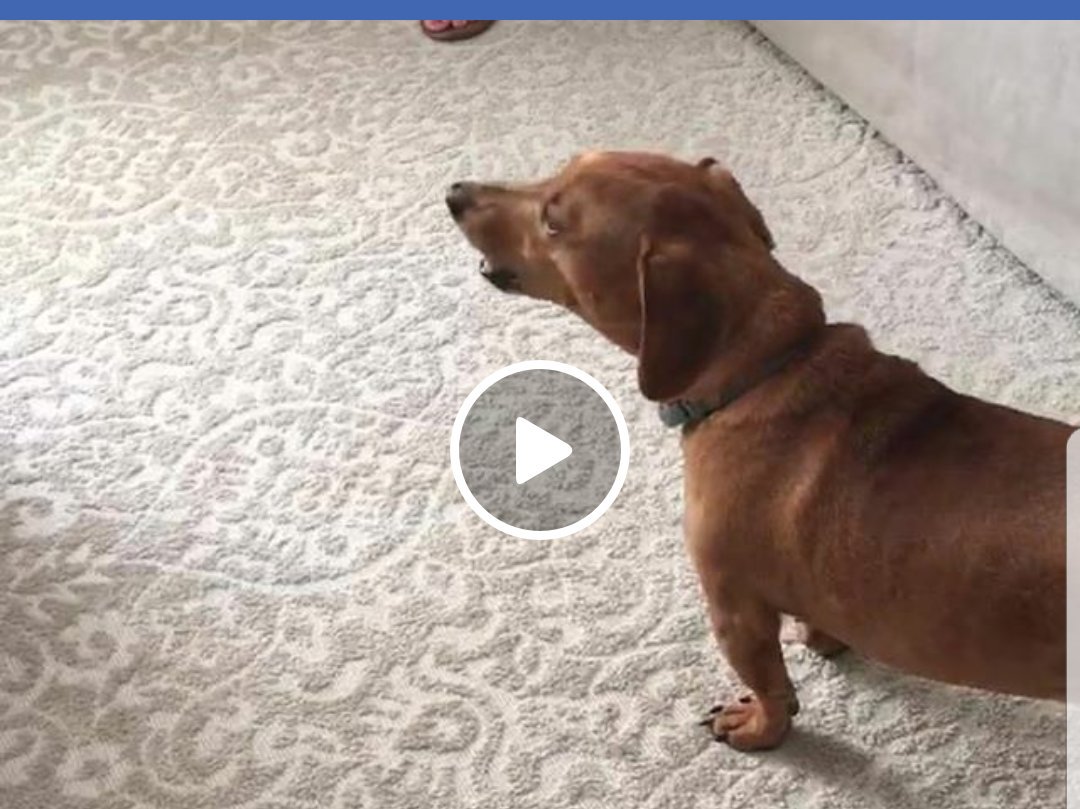 sublimek9dog's tweet photo. This is one talented #sublimek9 ... we don't offer singing in our training portfolio 😁
#singingdog #dogs
https://t.co/t3O2WyLUZ1 https://t.co/XP2cSXjxfN