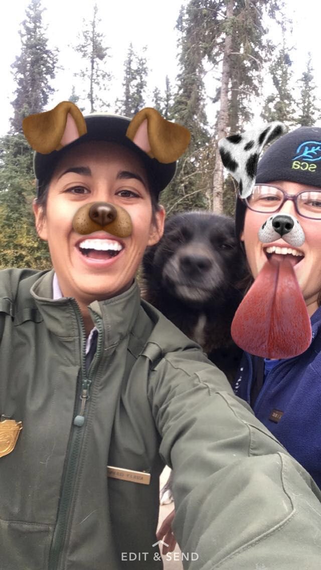 Interior's tweet image. Puppies!
Follow "usinterior" on @Snapchat to meet @DenaliNPS's sled dogs 🐶