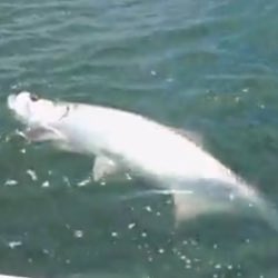 anglepursuitinc's tweet photo. Tarpon are heating up!! https://t.co/ieIbFhu0sO