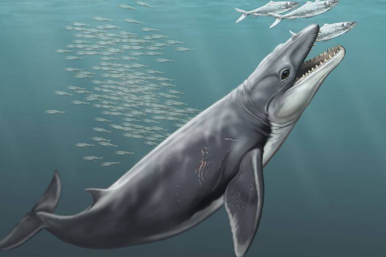 Diferente do previsto, antepassado de baleia era predador de dentes afiados bit.ly/2wVF9qu