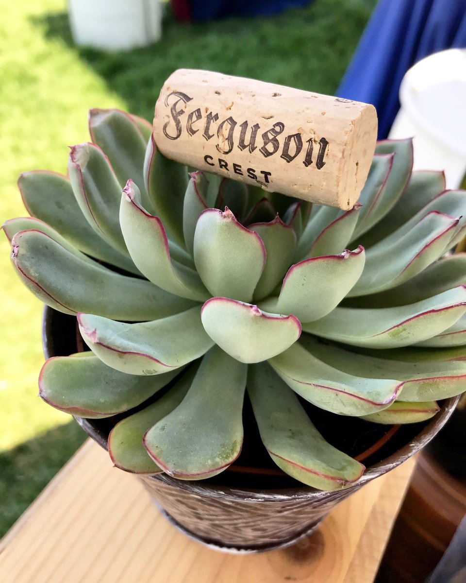 FergusonCrest's tweet photo. Cuz life without #wine just #succs. 🌵🍷😂 #fergusoncrest #thursdaythought #winehumor #winejokes #fergie #winecork https://t.co/xcE0X8phhT https://t.co/oxKSnOCmNt