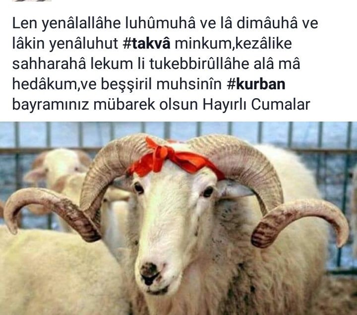 Hüseyin Çobankel (@hsyncbnkl) on Twitter photo 