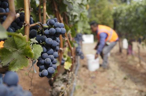 bcwinetrail's tweet photo. Oregon wine industry census shows more acreage, wineries https://t.co/YyQ2CP4qRn https://t.co/hpkXHwv5g7