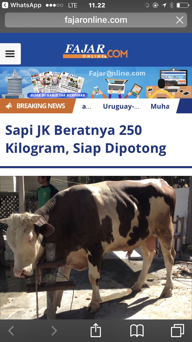 husainabdullah1's tweet photo. Sapi kurban Pak JK, seberat 250 kg https://t.co/p2x3yoHve3