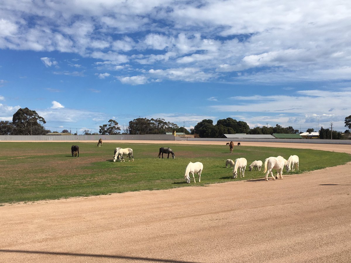 RoyaleAnimals's tweet photo. Our animals having a great time checking out the new lot. #circusroyaleanimals #horses #circusroyale #percheron #welshmountainponies #calves https://t.co/YInDS89v9I