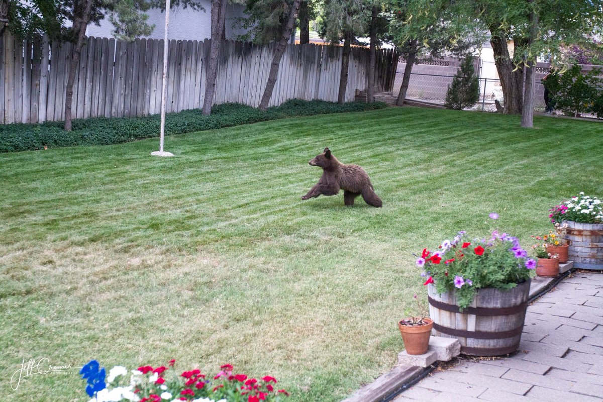 Jeff Cremer tweet media