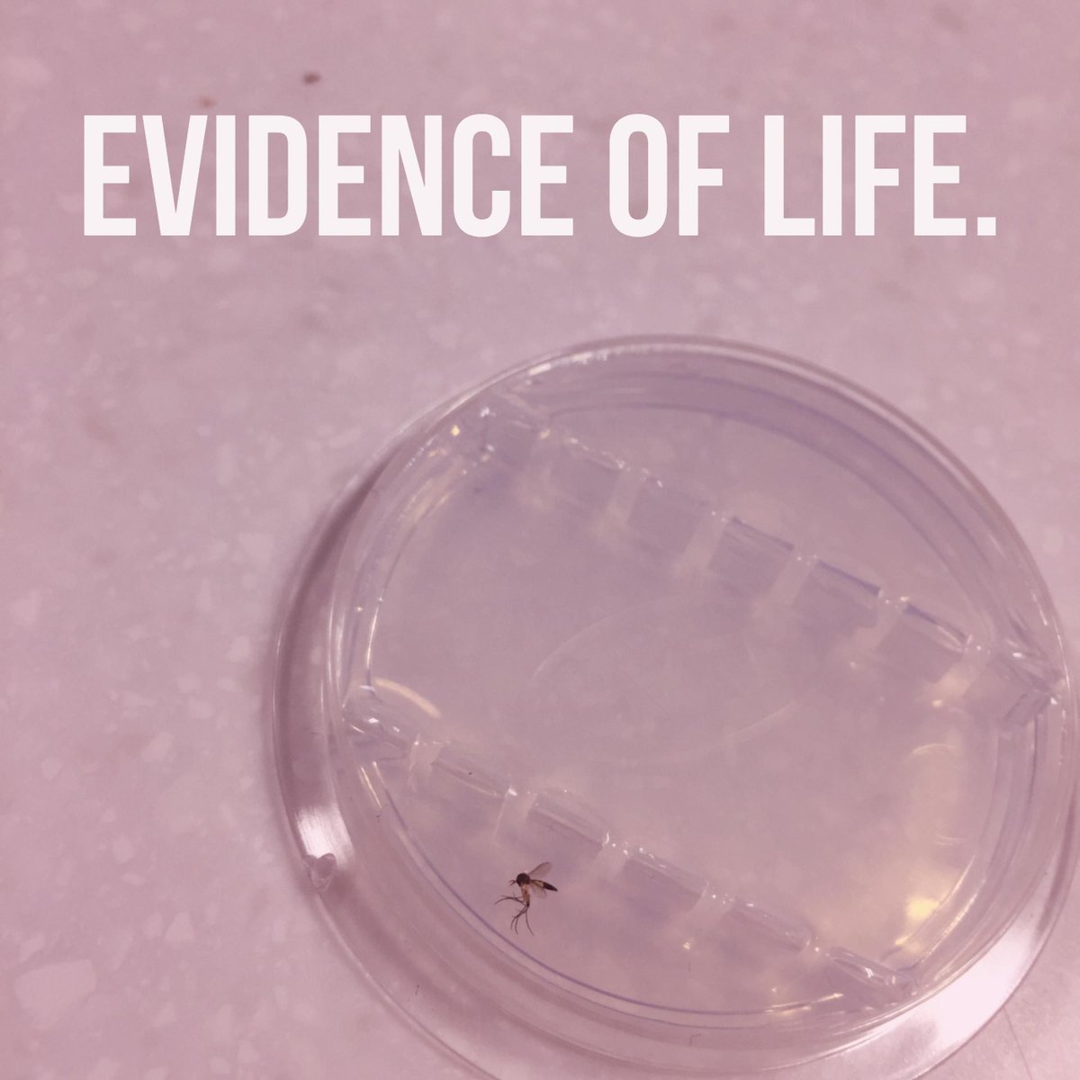 LearningUNDFTD's tweet image. What happens when you leave your gels overnight? #evidenceoflife #STEMproblems #nerdhumor
