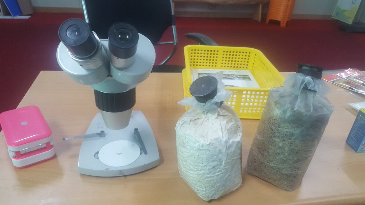 #성남시농업기술센터 #귀농귀촌#을 꿈꾸는 시민버섯재배교육 화성 경기버섯연구소 랜드팜실습장에서 버섯종균 접종실습중입니다. 생목이버섯을 겨자간장에찍어먹으니 꿀맛!