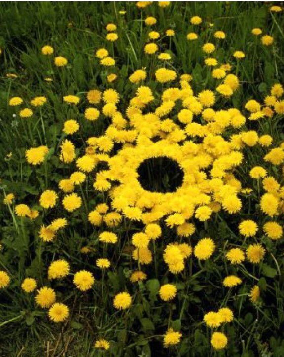 SuperLocal_'s tweet photo. Dandelions by #AndyGoldsworthy A beautiful &amp; beneficial garden gift &amp; wish maker #pollinatorhabitat #sweetnature2022 https://t.co/eessFUroba