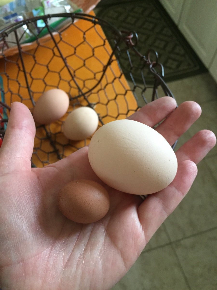PJsHenHouse's tweet photo. Not quite sure what happened here...#tinyegg #backyardchickens https://t.co/yWqJk3P77P