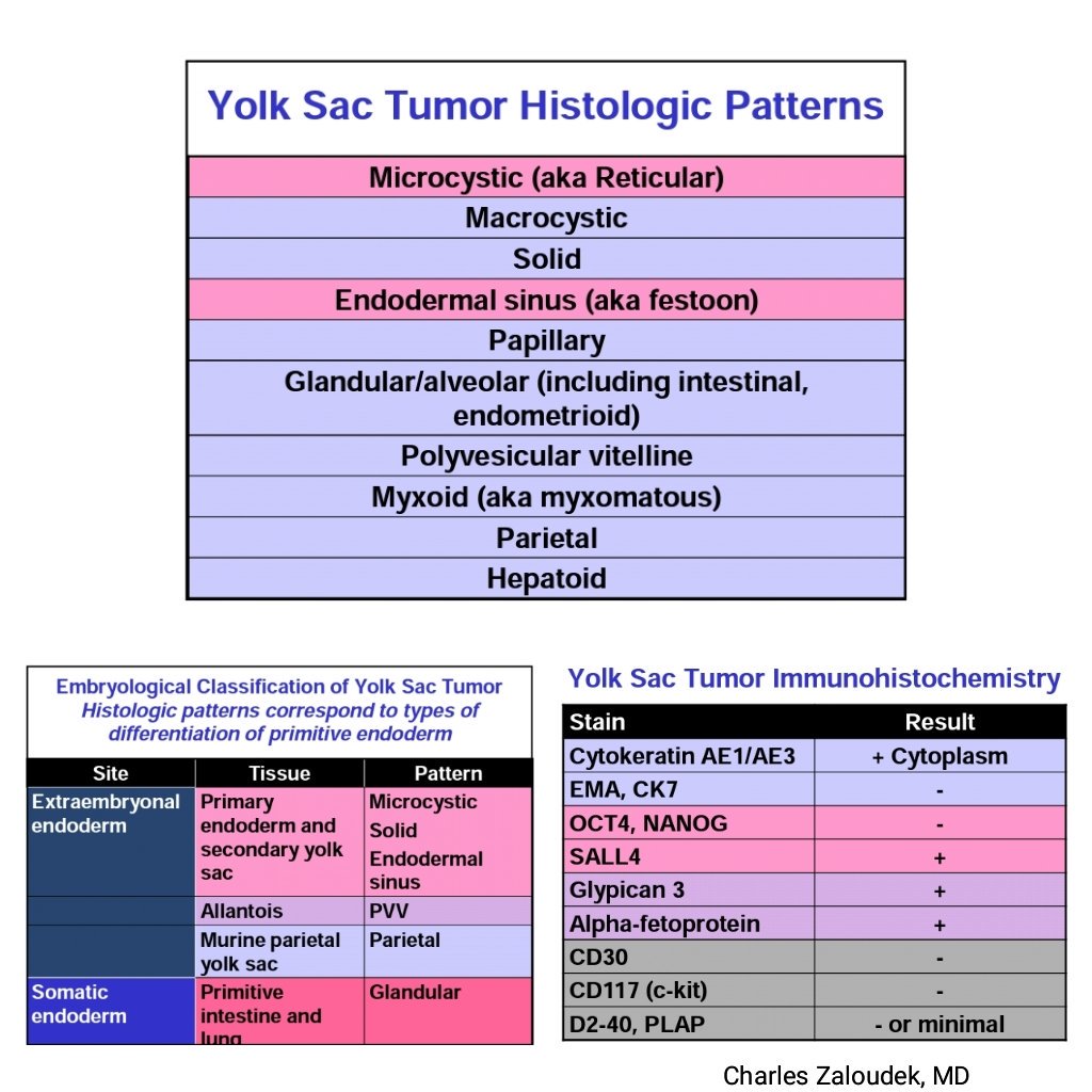 YST - variants #Surgpath #pathology #Pathclues #pathologists