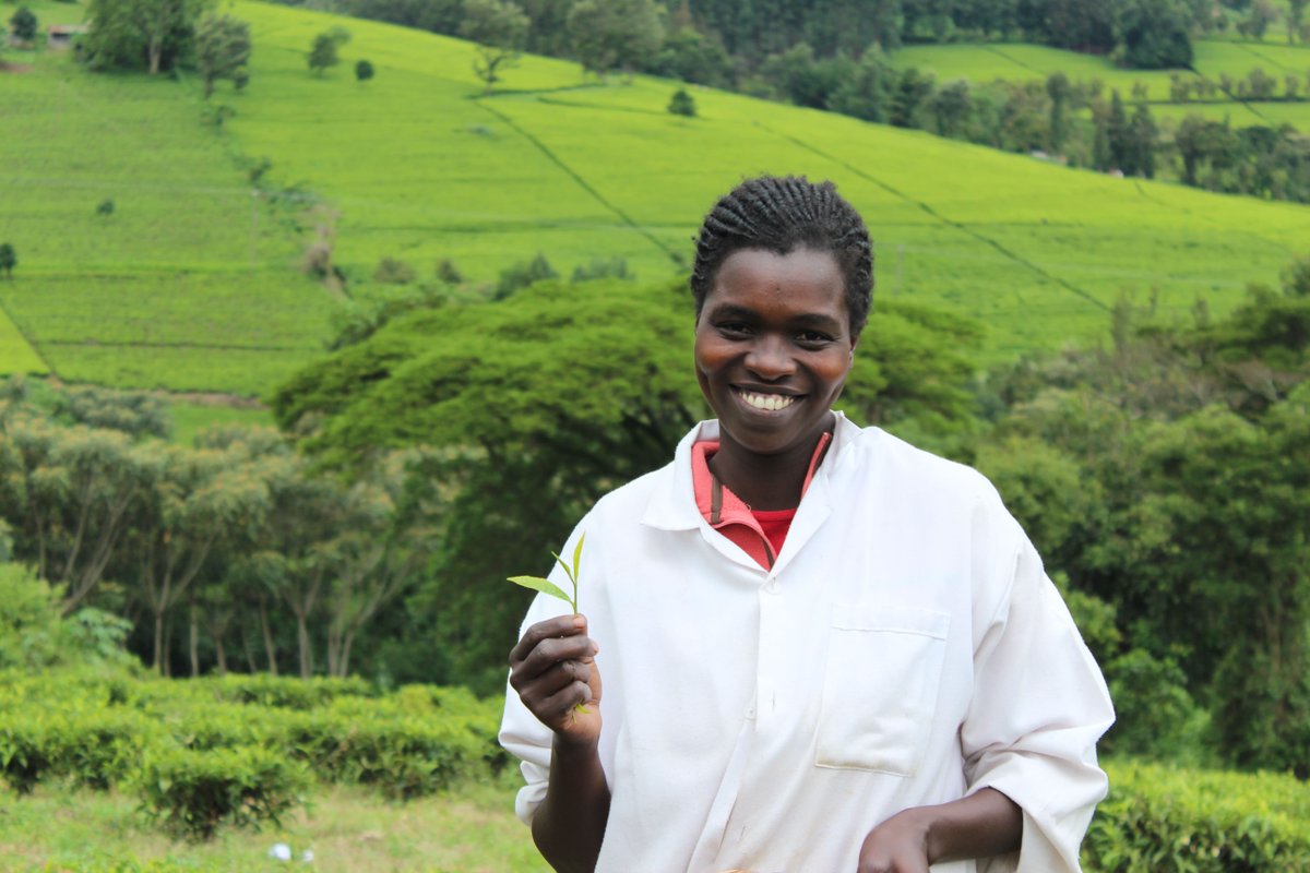 JusTeaKenya's tweet image. Amy is new to the JusTea team and helps with sorting and packing at the tea factory. She is a hard worker with a big smile! #justeafarmers