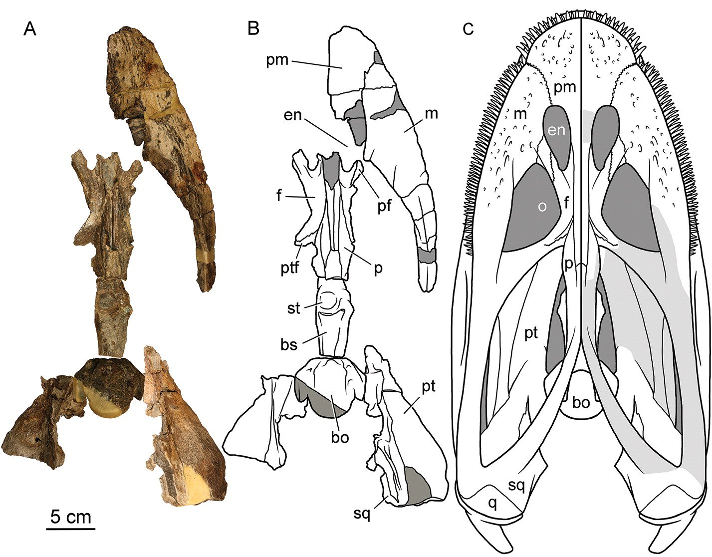 中島保寿 古生物学者 首長竜エラスモサウルス科のアリストネクテス亜科は エサを水もしくは砂泥ごと口に含み細かい歯で餌だけ濾し取る 濾過摂食 をしたとされる エラスモ 科は本来頭の小さい首長竜だが アリスト 亜科の頭と口は大きく進化する傾向に