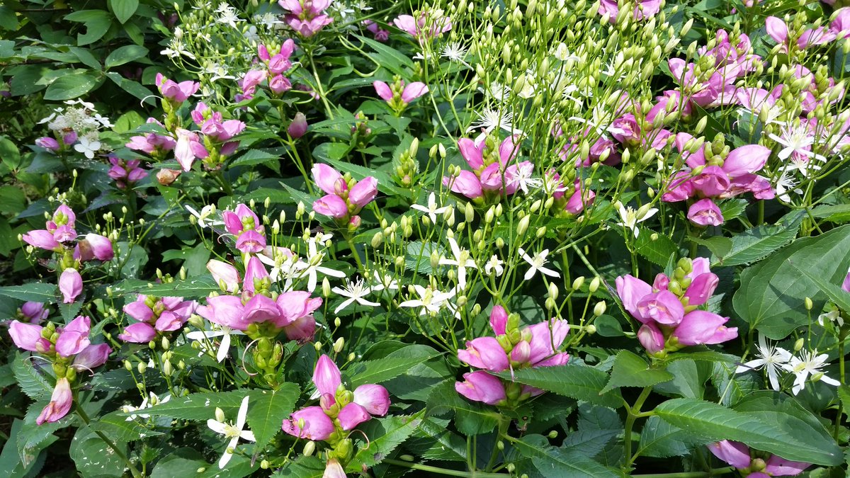 GardenOpus's tweet image. Here playing nice with #Chelone lyonii, but only because I've ripped it out several times during the summer.