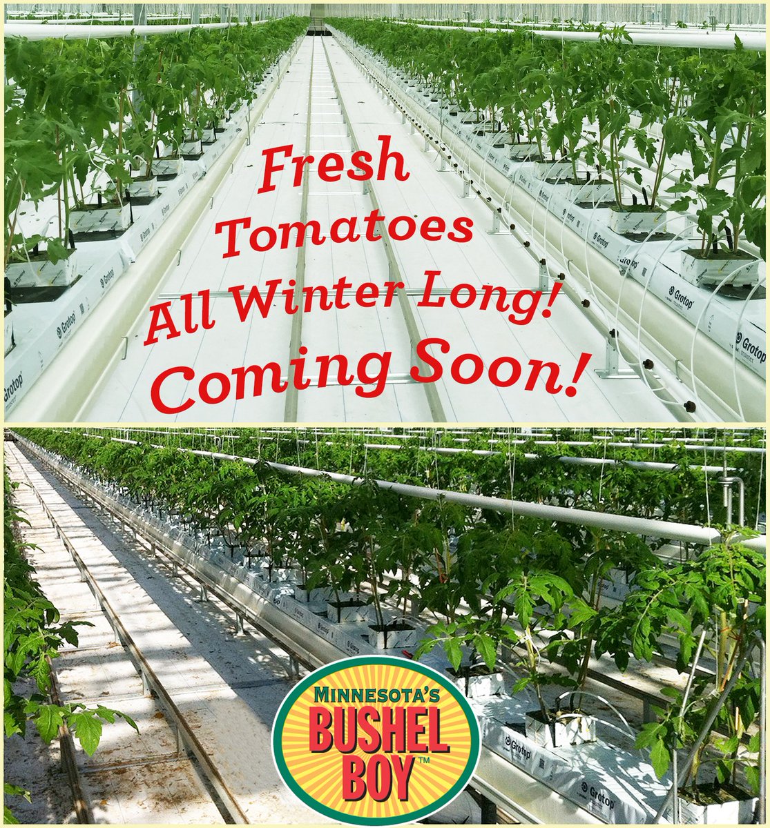 We're busy planting new #crops to bring you the same tomato taste plentiful right now all winter long! #freshproduce #tomatoes #greenhouse