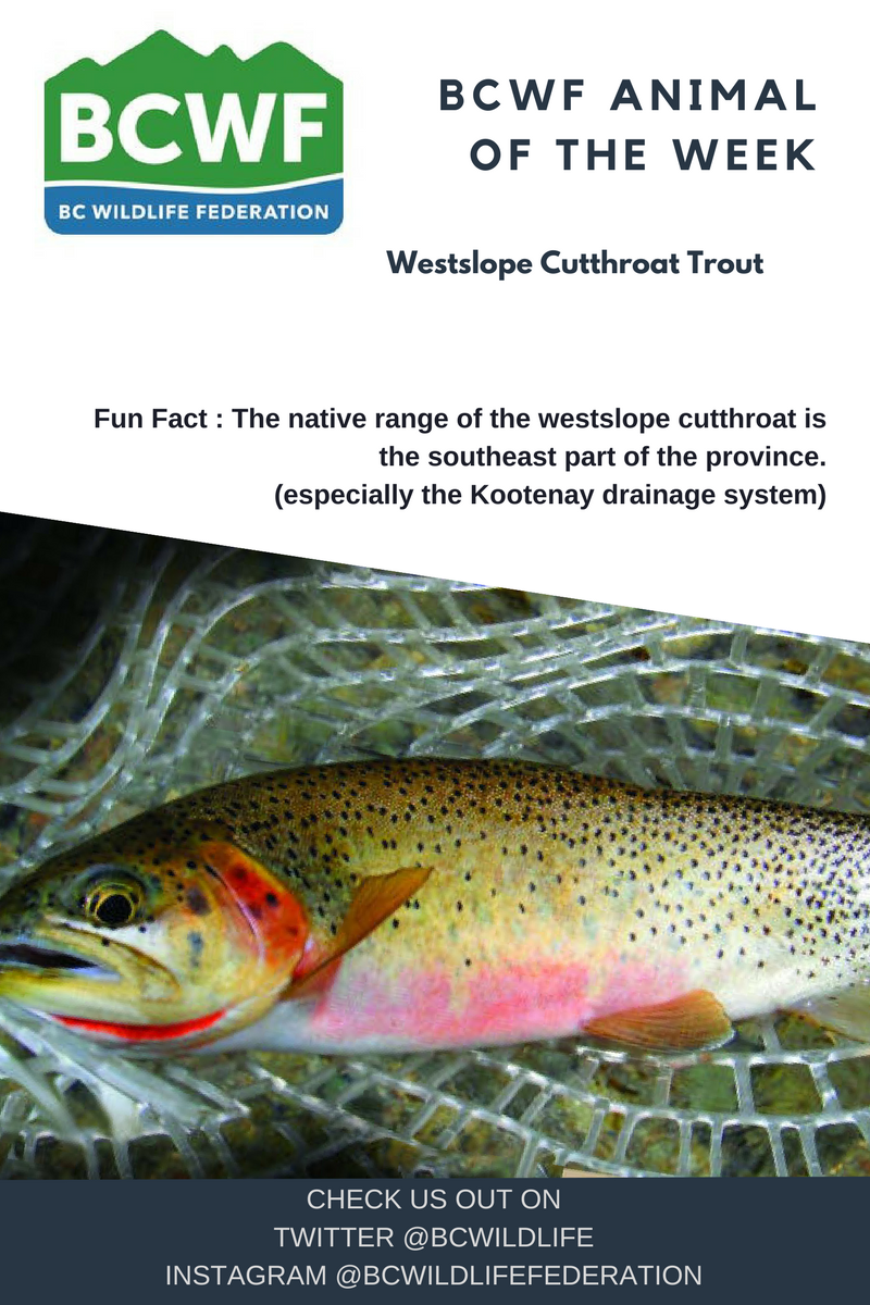 BCWildlife's tweet photo. #BCWFAnimalOfTheWeek: Westslope Cutthroat Trout
#BCFish #EnjoyWildlife #HelloBC #Fishing #Hunting #Conservation #Trout #Boating https://t.co/rf9xL2b2dL