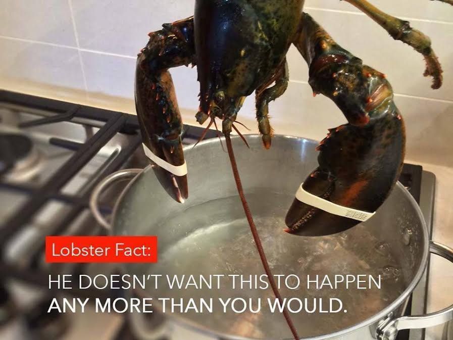 MercyForAnimals's tweet image. There’s nothing kind about eating lobsters. 💔