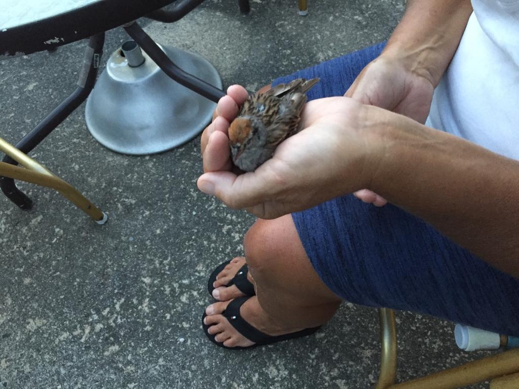 SherylMellow's tweet photo. how do i take care of lil broken wing? https://t.co/q7lmBIfTvI
