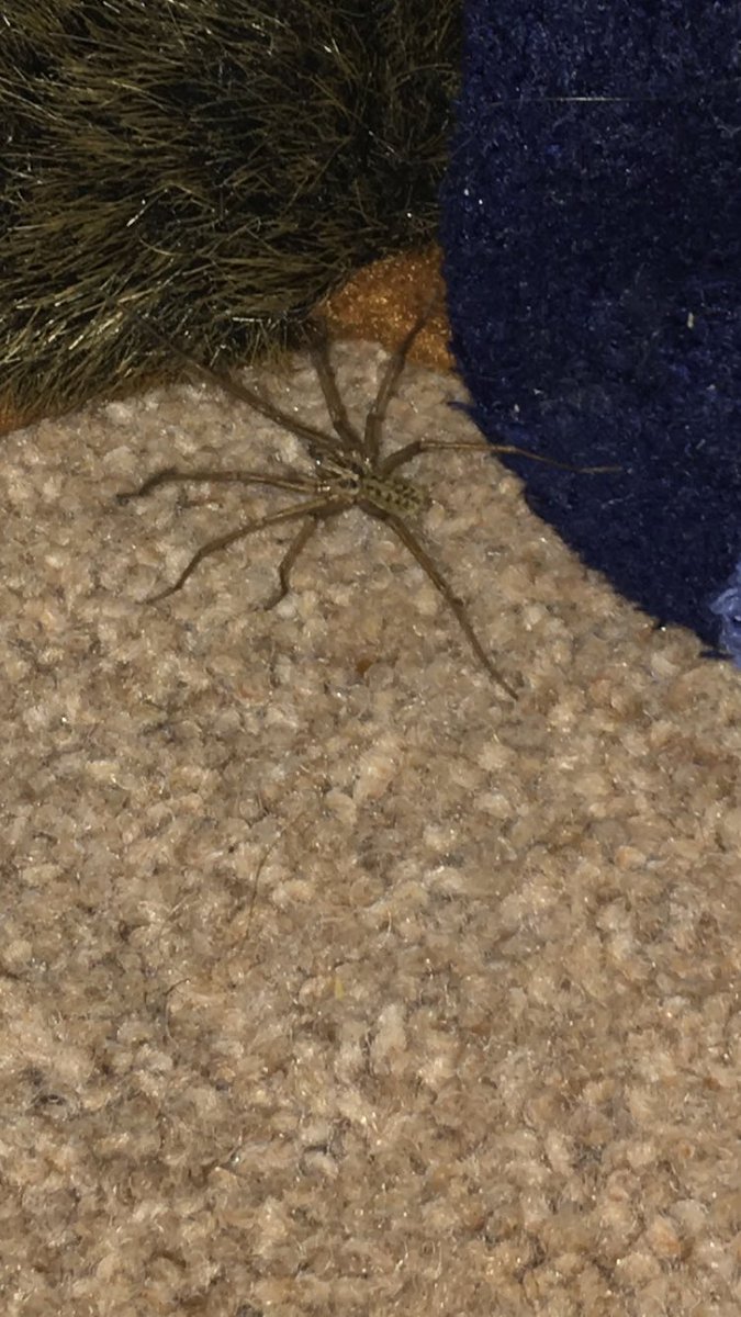 Sam__Story's tweet image. About to go to bed and this guy shows up. Send help.