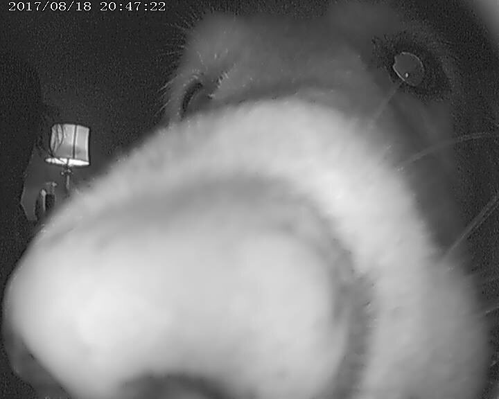 kaylabann3's tweet photo. My mom got us a video camera to call my dog whenever we want while at college and honestly I've never appreciated a gift more😍 https://t.co/HXMlho8IRf