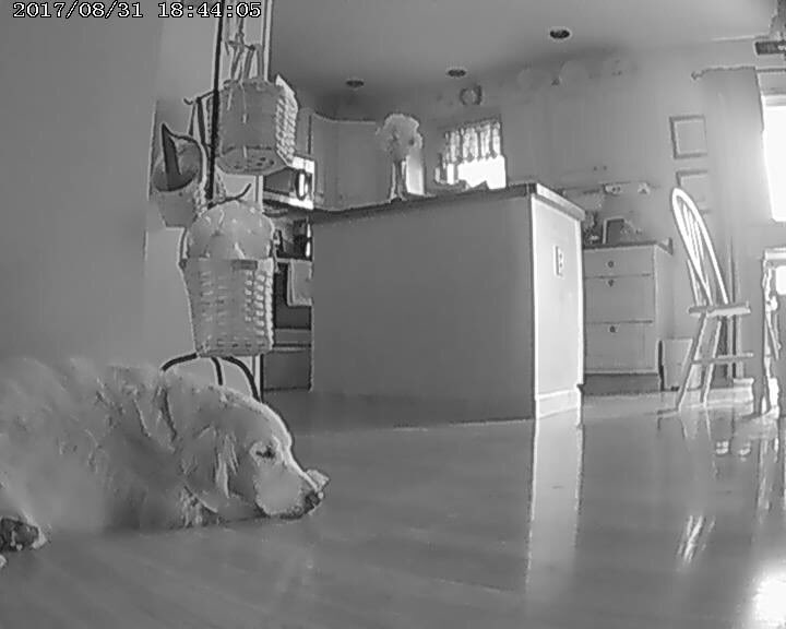 kaylabann3's tweet photo. My mom got us a video camera to call my dog whenever we want while at college and honestly I've never appreciated a gift more😍 https://t.co/HXMlho8IRf