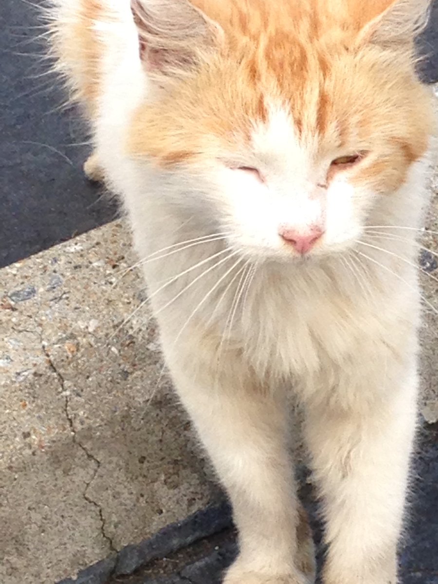 micbakee's tweet photo. Don't fall in love with a stray cat because when he moves on, you'll be heartbroken. #mylittlebuddy https://t.co/WrL00XNFaL