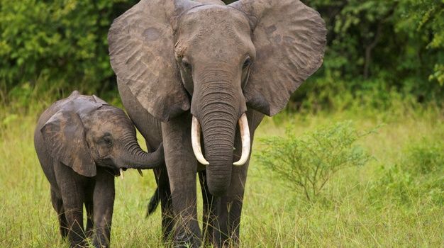 pembient's tweet photo. Follow an investigation into a scam charity and its fake elephant conservation initiatives; https://t.co/310mclmgVj by @donaldpinnock https://t.co/KnX6p3JCtG