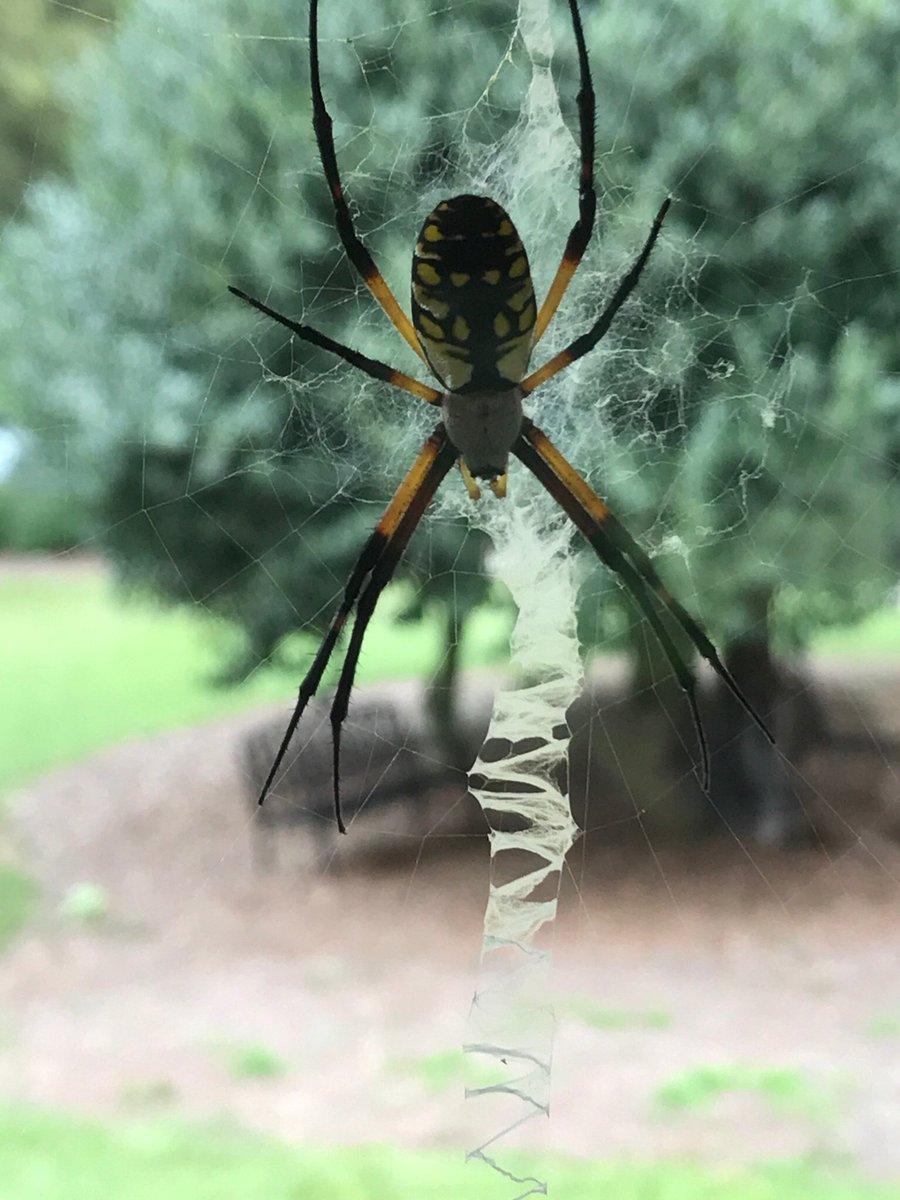 realchriswebber's tweet image. Don't get caught up in somebody else's Webb