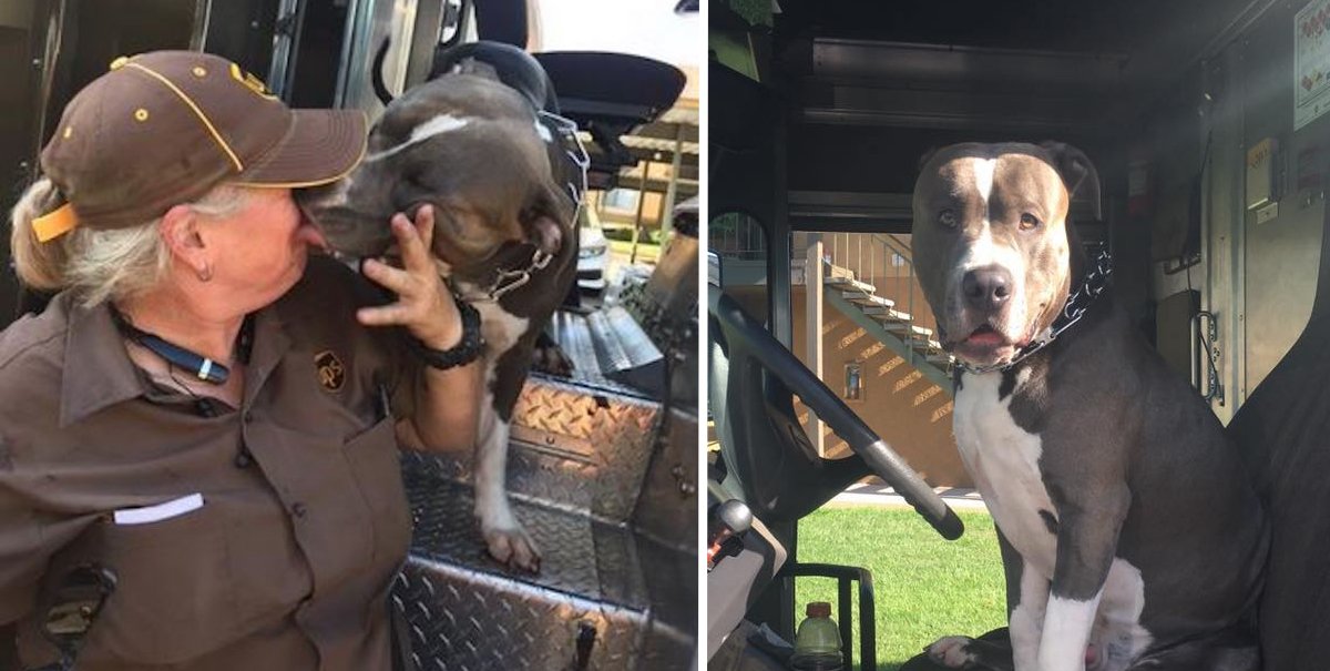 ajfendercincy's tweet photo. UPS Driver Adopts Dog On Her Route After His Owner Dies #adopt #rescue #dog #dogs #pets #pet https://t.co/tZfSYk7czW https://t.co/2VgdoqzpC9