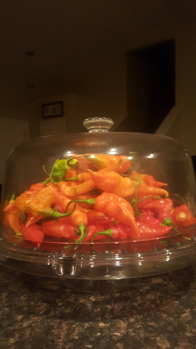 2ndHandSmokeLLC's tweet photo. #hotpeppers #ghostpeppers #harvest ghost / habanero cross pollination https://t.co/COyqmSE6ZI
