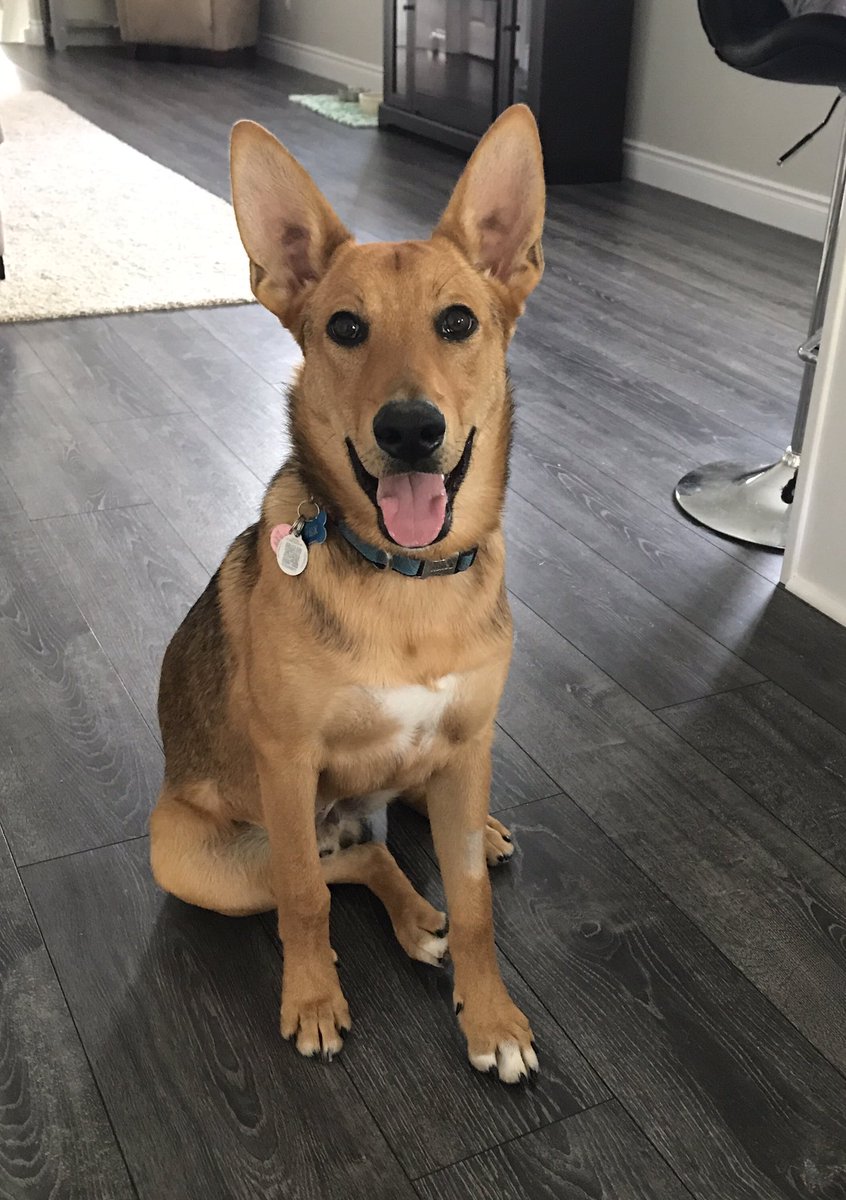 ASDAwarenessdog's tweet photo. Rex may have been neutered recently but he's still #smiling. #tonguesout #mylittleman #dogmom https://t.co/jyJ9SOF1u2