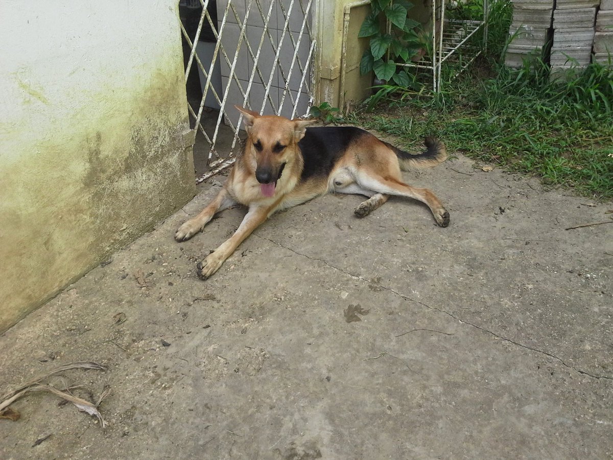 quinzey7's tweet photo. My dog Rover died an hour ago.  I am in pain plz help me https://t.co/IxsNI8MWra