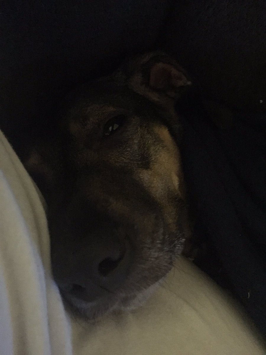 whippetmix's tweet image. This is my live feed at night.... so sleepy.....