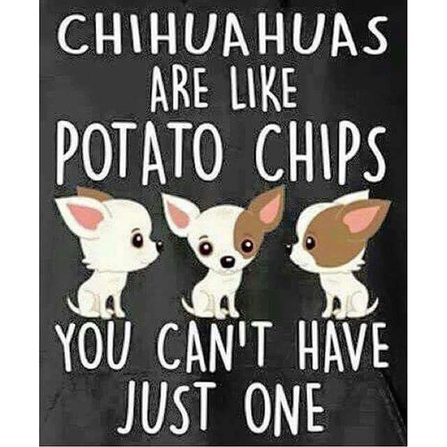 spoiltpaws's tweet photo. Love this #true #chihuahua #addiction https://t.co/BxUra0gdcm